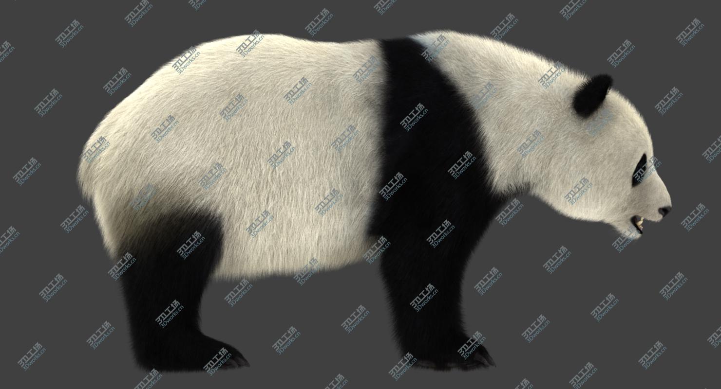 images/goods_img/20210114/Giant Panda (2) (Rig) (Fur) 3D model/5.jpg